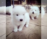Small Photo #3 Samoyed Puppy For Sale in BROOMFIELD, CO, USA