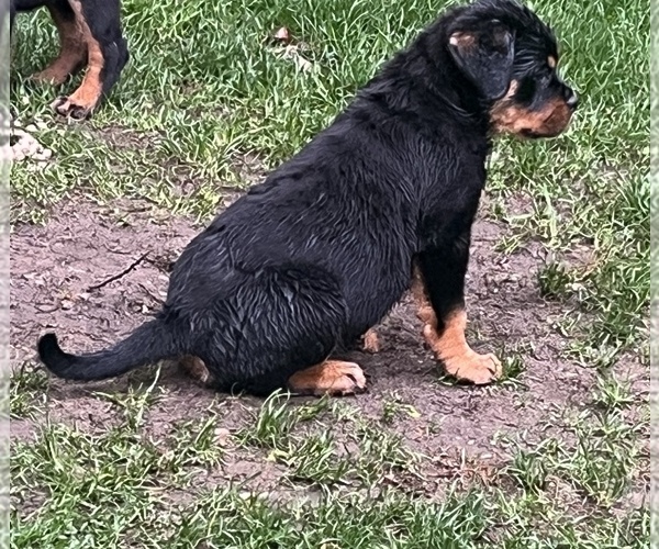 Medium Photo #2 Rottweiler Puppy For Sale in HUNTINGTN STA, NY, USA