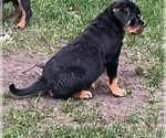 Small #1 Rottweiler