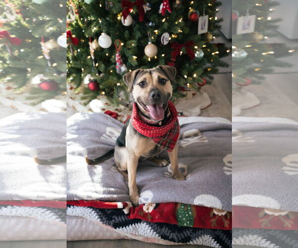 Medium Photo #1 Mutt Puppy For Sale in Chester, NJ, USA