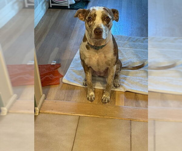 Medium Photo #2 Catahoula Leopard Dog-Unknown Mix Puppy For Sale in Woodbury, NY, USA