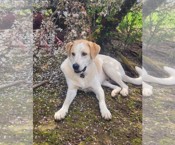 Medium Photo #8 Great Pyrenees-Unknown Mix Puppy For Sale in Spring, TX, USA