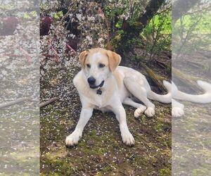 Radish - Male Great Pyrenees-Unknown Mix Dog for Adoption - Photo #8