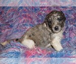 Small Photo #3 Miniature Labradoodle Puppy For Sale in LA HABRA, CA, USA