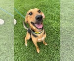 Small #5 Beagle Mix