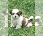 Small Photo #1 Shih Tzu Puppy For Sale in MC KINNEY, TX, USA