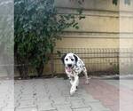 Small #4 Dalmatian