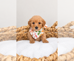 Puppy Bolt Goldendoodle (Miniature)