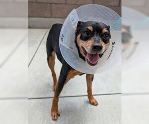 Miniature Pinscher Dogs for adoption in Salinas, CA, USA