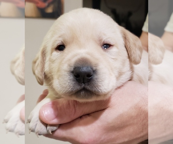 Medium Photo #90 Labrador Retriever Puppy For Sale in OLYMPIA, WA, USA