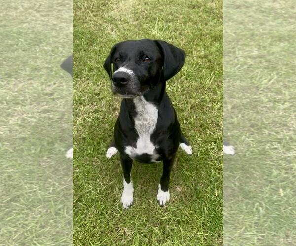 Medium Photo #3 Labrador Retriever-Unknown Mix Puppy For Sale in Pensacola, FL, USA