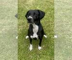 Small #2 Labrador Retriever Mix