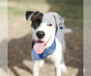 American Staffordshire Terrier-Unknown Mix Dogs for adoption in San Antonio, TX, USA