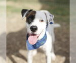 FLO - Female American Staffordshire Terrier-Unknown Mix Dog for Adoption - Small photo