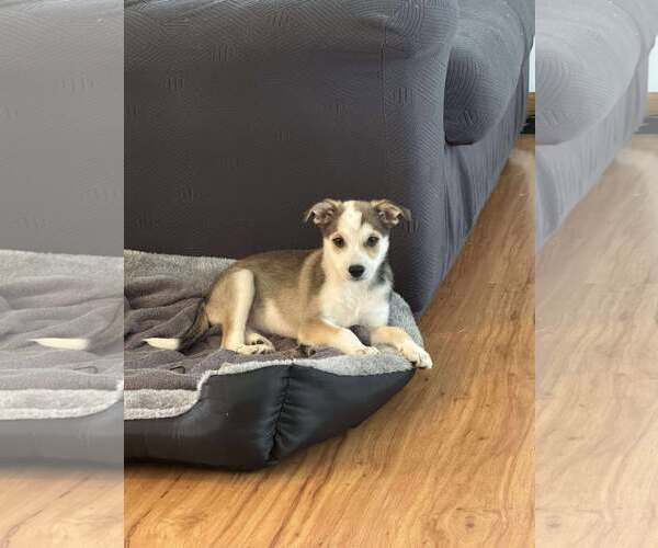Medium Photo #3 Mutt Puppy For Sale in Coralville, IA, USA