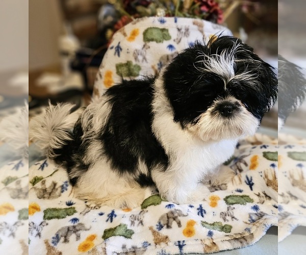 Medium Photo #4 Shih Tzu Puppy For Sale in CARROLLTON, GA, USA