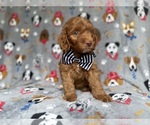 Small #1 Cockapoo (Miniature)