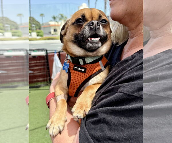 Medium Photo #4 Pug Puppy For Sale in Corona, CA, USA