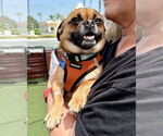 Small #3 Pug