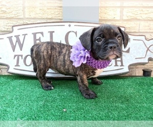 American Staffordshire Terrier-French Bulldog Mix Puppy for sale in CARTHAGE, TX, USA