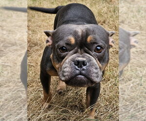 French Bulldog-Staffordshire Bull Terrier Mix Dogs for adoption in Olalla, WA, USA