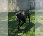 Small American Pit Bull Terrier Mix