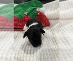 Small Photo #2 Aussiedoodle Miniature  Puppy For Sale in GRANDVIEW, TX, USA