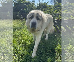 Maverick - Male Great Pyrenees Dog for Adoption - Photo #4