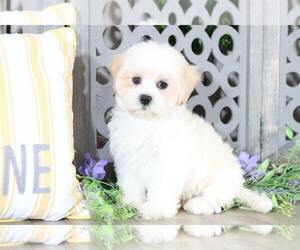 Shih Tzu Puppy for sale in MOUNT VERNON, OH, USA