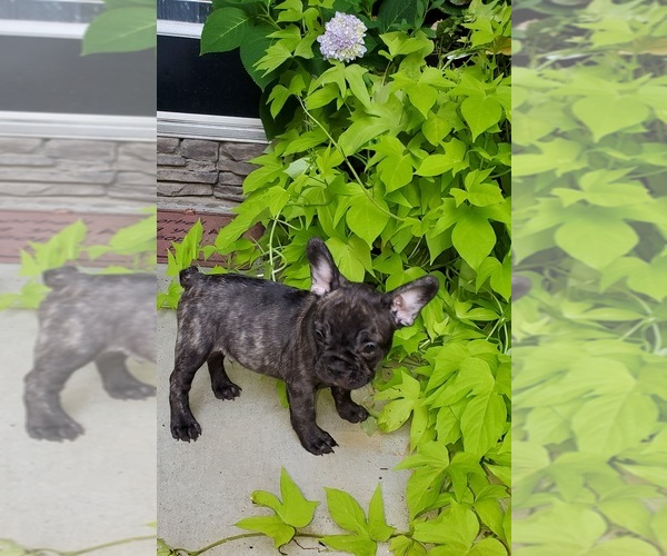Medium Photo #2 French Bulldog Puppy For Sale in MARYVILLE, TN, USA