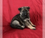 Small Photo #6 German Shepherd Dog Puppy For Sale in HOPEDALE, IL, USA