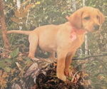 Small #14 Labrador Retriever