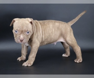 American Bully Puppy for sale in CHAMPAIGN, IL, USA