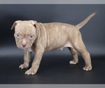 Image preview for Ad Listing. Nickname: Ramses