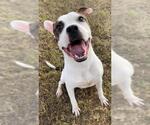 Small #1 Boxer Mix