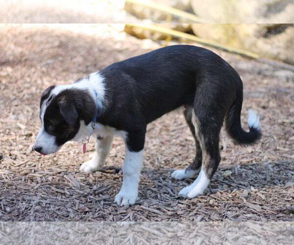 Medium Photo #7 Border Collie-Unknown Mix Puppy For Sale in Paso Robles, CA, USA
