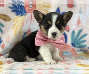 Medium Pembroke Welsh Corgi