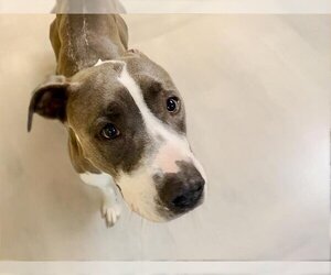 American Pit Bull Terrier-Unknown Mix Dogs for adoption in Tulsa, OK, USA