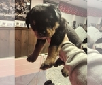 Puppy Orange Rottweiler