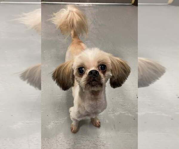 Medium Photo #1 Shih Tzu-Unknown Mix Puppy For Sale in Calgary, Alberta, Canada