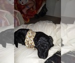 Small Photo #35 Bordoodle Puppy For Sale in COPPERAS COVE, TX, USA