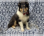 Small Photo #11 Collie Puppy For Sale in LAKELAND, FL, USA