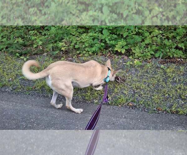 Medium Photo #14 Saluki-Whippet Mix Puppy For Sale in Sebec, ME, USA