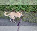 Small #13 Saluki-Whippet Mix