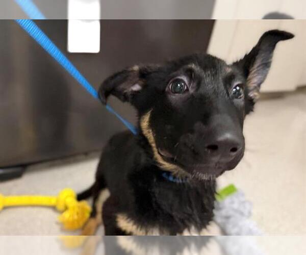 Medium Photo #1 German Shepherd Dog Puppy For Sale in Santa Rosa, CA, USA