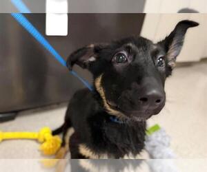 German Shepherd Dog Dogs for adoption in Santa Rosa, CA, USA