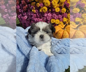 Shih Tzu Puppy for sale in BUFFALO, NY, USA