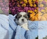 Litter of 4 - Male(s) and Female(s) Shih TzuLitter of Puppies for Sale - Small photo
