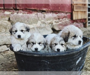 Great Pyrenees Dog for Adoption in VERONA, Virginia USA