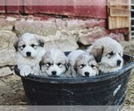 Small Photo #1 Great Pyrenees Puppy For Sale in VERONA, VA, USA